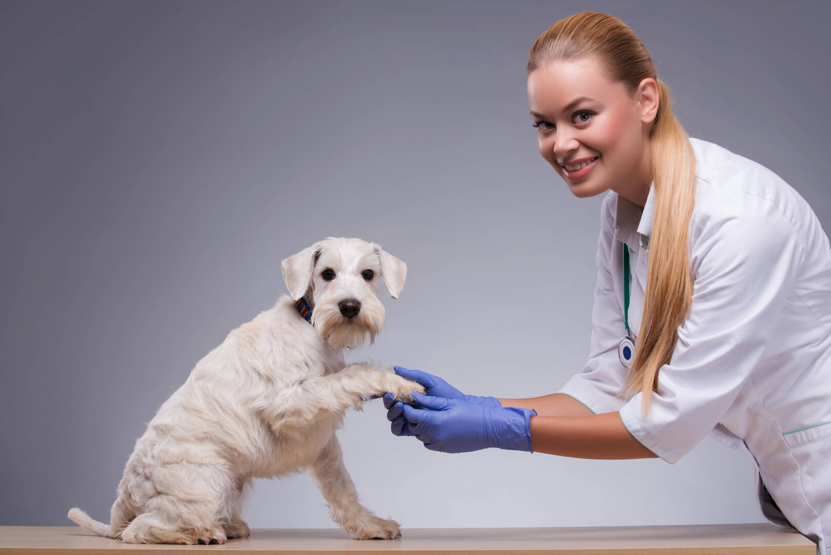 1st Pet Veterinary Centers logo