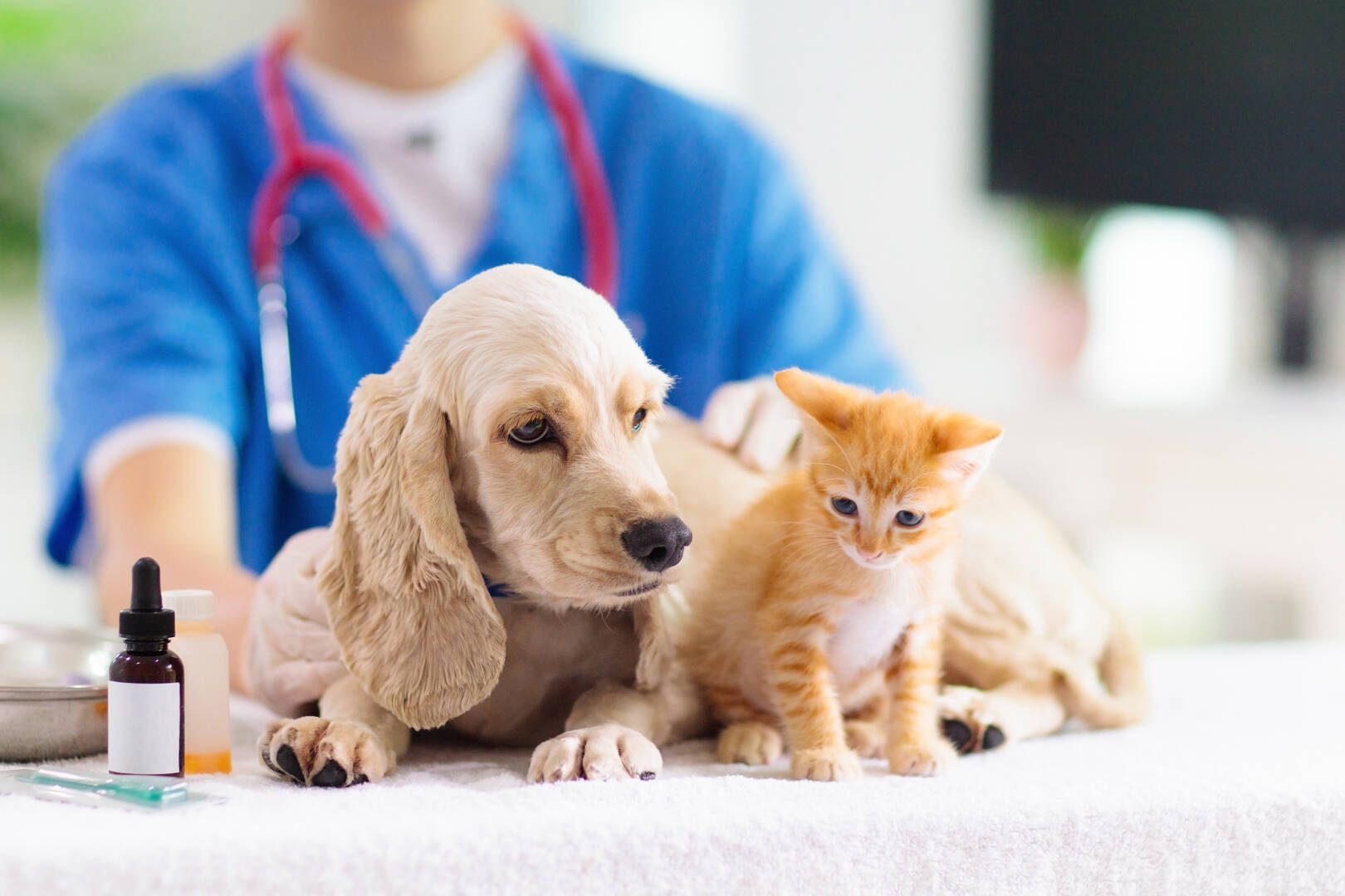 West Charleston Animal Hospital logo