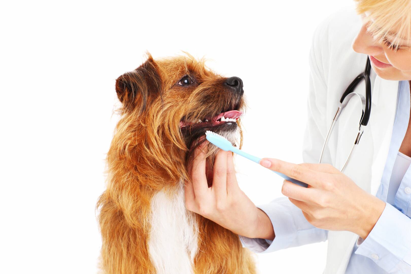 Melton Veterinary Clinic logo